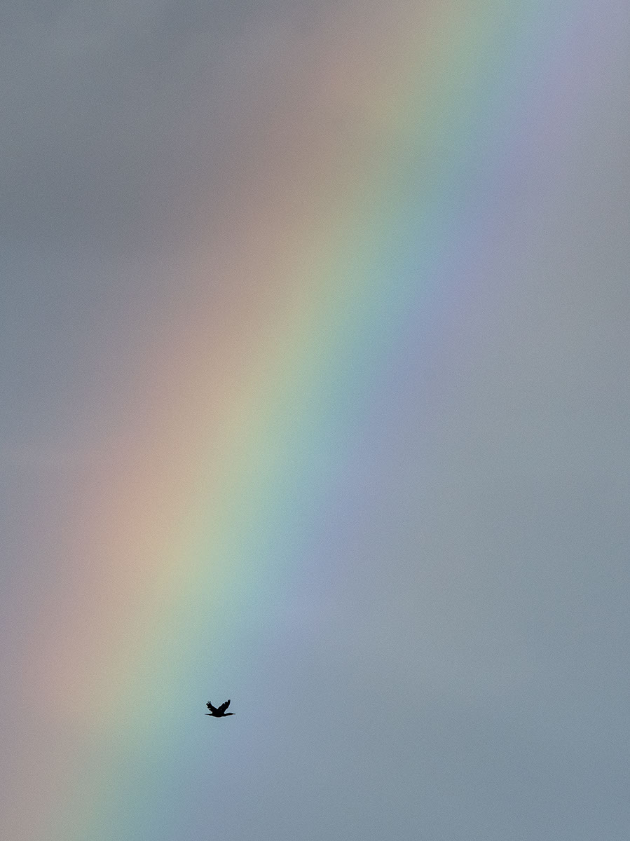 Vogel mit Regenbogen Traum